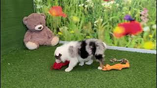 🐶 Australische herdershond 🐶 reu 🐶 PUP ID 006125874 🐶 [upl. by Sivie]