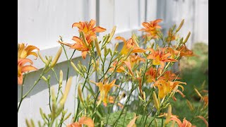 Hemerocallis Fulva  Ditch Lily Orange Daylily [upl. by Clyve42]