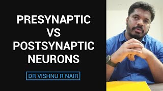 Presynaptic vs Postsynaptic neurons  docvishnu [upl. by Ahsatan372]