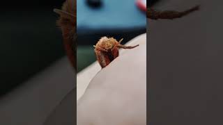 CUTE LITTLE FRIEND🤗 Triodia sylvina mothscutebeautifulnaturecloseupviralvideoshortssubscribe [upl. by Darsey926]