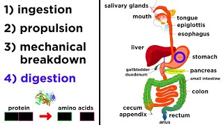 The Digestive System [upl. by Hull]