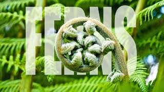 Ferns  Fern Plants Full Documentary  Amazing Facts about Ferns [upl. by Dnalon831]