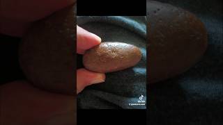 Coprolite with a small footprint on it nature coprolite fossil dodo amazing found [upl. by Ettezel]