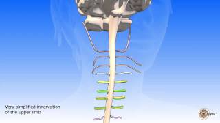 The spinal cord and spinal nerves [upl. by Elockin861]