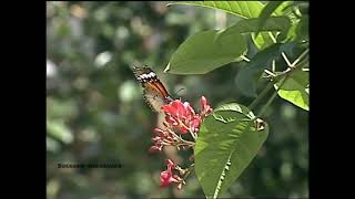 Panambi Vera  Mariposa Brillante letra en español [upl. by Ardnuasal]