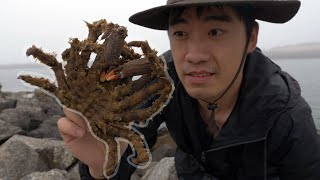 UGLY and TASTY GRAPHIC PARASITE Infested SPIDER CRAB Catch and Cook [upl. by Eiramait475]