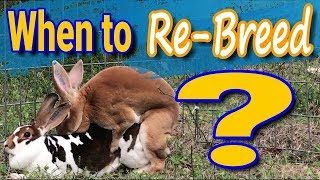 When to Rebreed Rabbits How To Tips [upl. by Pavier]