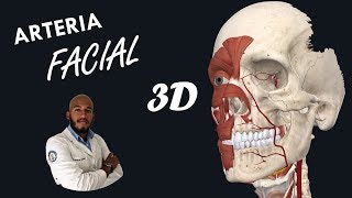 Anatomía  Arteria Facial en 3D Origen Trayecto Ramas y Relaciones [upl. by Dal939]