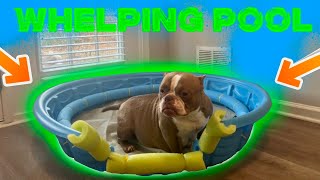 How to build a whelping pool for mom and new born pups [upl. by Vitoria]