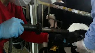 Dehorning of Calves Hot Iron Disbudding [upl. by Asiulana396]