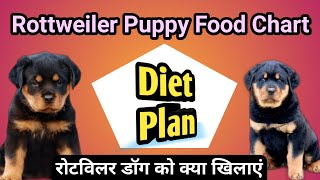 rottweiler puppy food chart plan रोटवीलर puppy ko kya khilaye  rottweiler puppy diet [upl. by Alemrac]