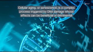 Decoding cellular aging Understanding the senescenceassociated secretory phenotype [upl. by Samau202]