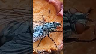 Is a Big Fly Vegeterian or Not What Does It Eat Sarcophaga Sarcophagidae Diptera entomology [upl. by Adnhoj]