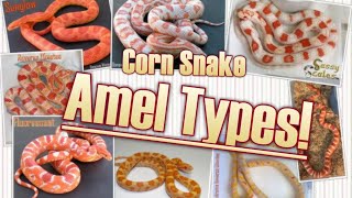 Types of AMELANISTIC Corn Snakes Corn Snake Morph Deep Dive [upl. by Novyad]