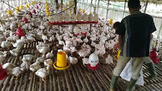 bobotberat ayam broiler di umur 27 hari 175 KG [upl. by Elleira341]