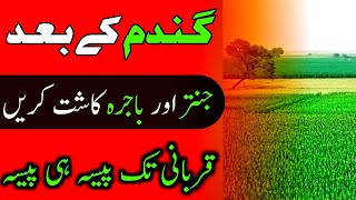 2 profitable crops jantar or bajra  Profitable Cultivation of Jantar and bajra [upl. by Dyun]