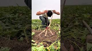 The process of digging sweet potatoes with the multi head rake [upl. by Nbi728]