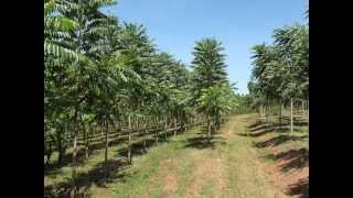 Vídeo Institucional sobre os clones de cedro australiano [upl. by Nomyaw75]