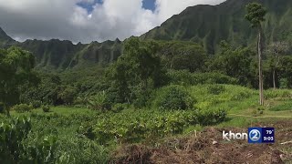 Over 900 CRB found in Hawaiis firstofitskind hunting tournament [upl. by Nonna]