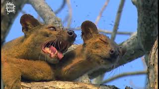 My Favorite Animal  Fossa Fouche cryptoprocta ferox [upl. by Akehsar161]