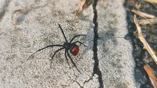 Black widow Latrodectus Elegans [upl. by Sethi221]