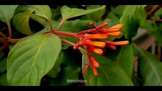 Hamelia Patens Firebush [upl. by Alfred]