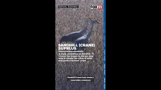 Wisconsin sandhill crane population [upl. by Chernow]