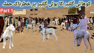 Top quality dogs 🐕 Mandi  Aj Bahtareen Dogs Aye ty 😘 [upl. by Odele]