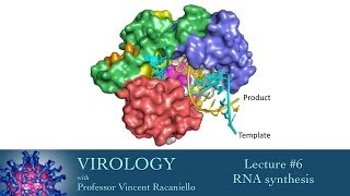 Virology 2014 lecture 6  RNA synthesis [upl. by Itisahc]