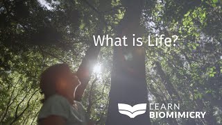 What is Life What is Biomimicry [upl. by Eedrahc]