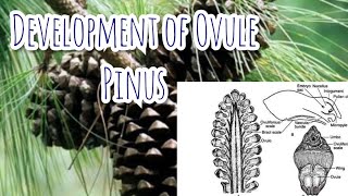 Development of Megasporangium ovule  Pinus  Gymnosperms [upl. by Alexis]