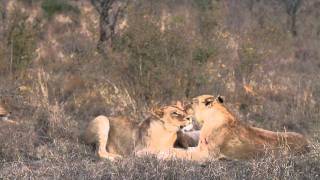 Tailless Lioness Reunites with Tsalala Lion Pride  Londolozi [upl. by Vaules330]