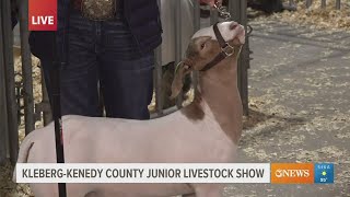 KlebergKennedy County Livestock Show students talk raising animals judges and scholarships [upl. by Obola]