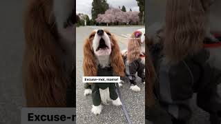 Cavalier King Charles spaniel singing [upl. by Anella314]