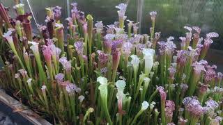 Calen Hall’s 2018 Sarracenia Collection [upl. by Dieterich]