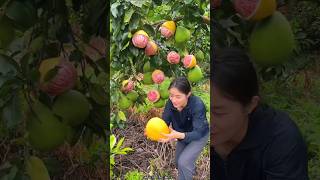 Beautiful Landscape Pomelo Fruit Farm  Sweet Pink Pomelo shorts satisfying fruit farming [upl. by Randa]