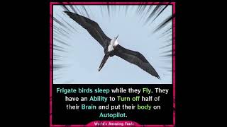 Frigate bird some intersting facts birdslover sistrology duckybhai [upl. by Riana]