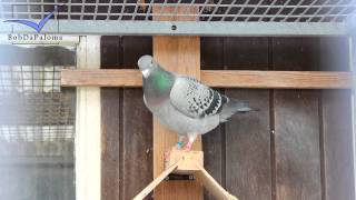 Verreckt – Rutten – Deplae Belgium Racing Pigeons Loft  Taubenschlag  Palomar 2015 [upl. by Ytsud]