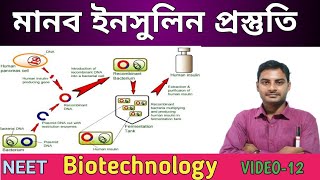 Human insulin production in Bengali  মানব ইনসুলিন প্রস্তুতি class 12 NCERT WBCHSE NEET [upl. by Sidwohl276]