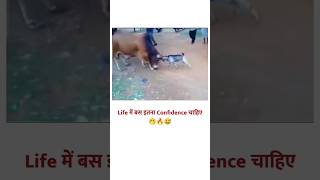 😂😂Saand ki ladai bakra nal saand funny shorts comedyshorts [upl. by Edelman847]