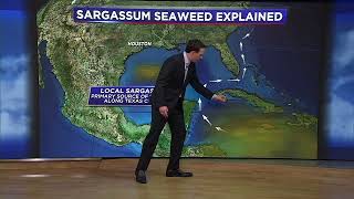 Will the Sargassum seaweed blob impact Texas Heres what we know [upl. by Spratt]