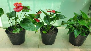 How to propagate anthuriums [upl. by Kaenel]