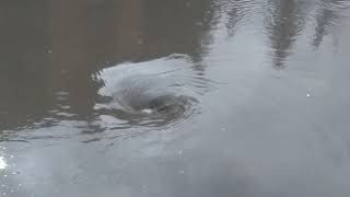 Storm drain taking water after sever storm caused minor flooding [upl. by Leschen]