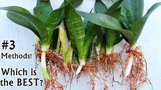 3 WAYS To Propagate Snake Plant  GOOD amp BAD [upl. by Ecnar]