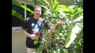 Growing heliconias and maintaining them [upl. by Kyla]