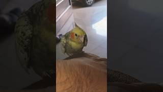 angry cockatiel bird cockatiel cocktailparrot pets birds mabirdcare cute foryou parrot bull [upl. by Thissa]