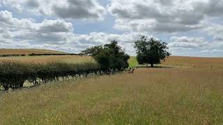 Deer spooked on Panpunton Hill Shropshire near Knighton Wales [upl. by Ellita]