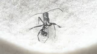 蟻地獄に落ちるアリ。Ants falling into antlion [upl. by Airret]