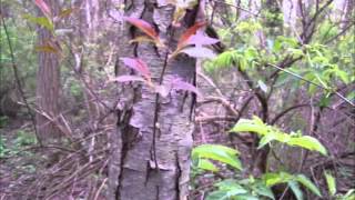 Black Cherry Tree Identification  Morel Mushroom Habitat [upl. by Bashuk555]