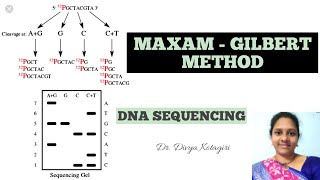 DNA sequencing maxamgilbert method genes amp genus [upl. by Chappell238]